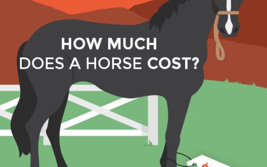 cost-to-buy-Horse-infographic-social