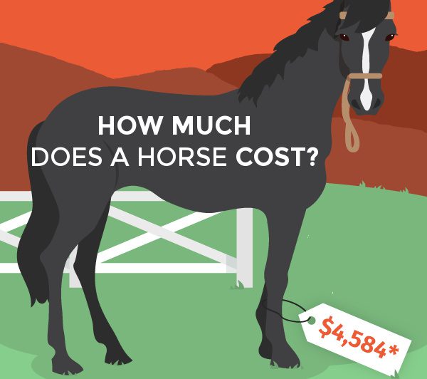 cost-to-buy-Horse-infographic-social